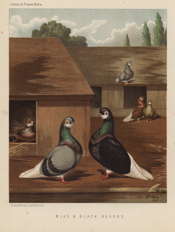 Galambok: kék és fekete szakáll (színes litho) alkotó: J. W. (after) Ludlow