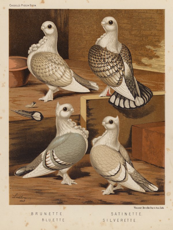 Galambok: Barna; Szatén; Bluette; Silverette (színes litó) alkotó: J. W. (after) Ludlow