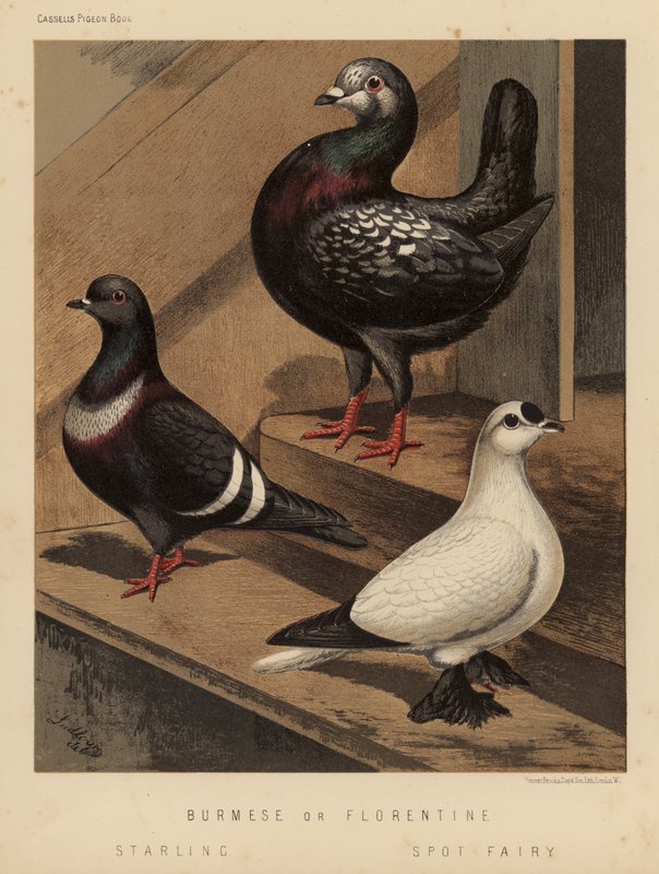 Galambok: burmai vagy firenzei; Seregély; Folttündér (színes litó) alkotó: J. W. (after) Ludlow