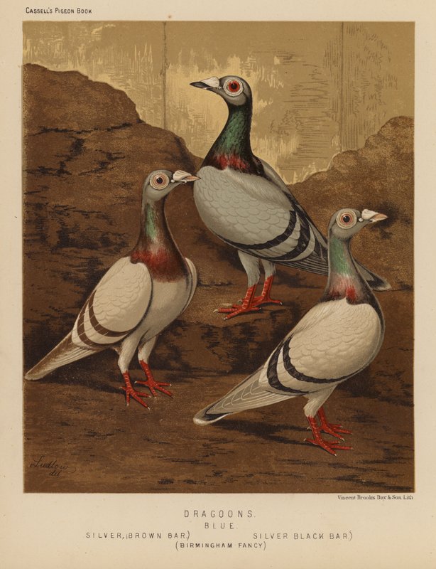 Galambok: dragonyos, kék, ezüst, barna rúd, ezüst, fekete sáv, birminghami díszes (színes litho) alkotó: J. W. (after) Ludlow