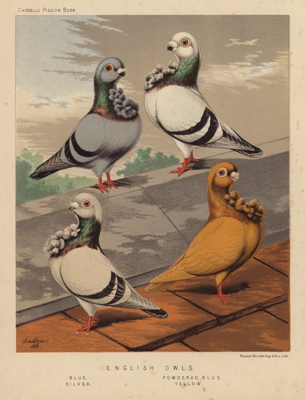 Galambok: angol baglyok, kék, púderkék, ezüst, sárga (színes litho) alkotó: J. W. (after) Ludlow
