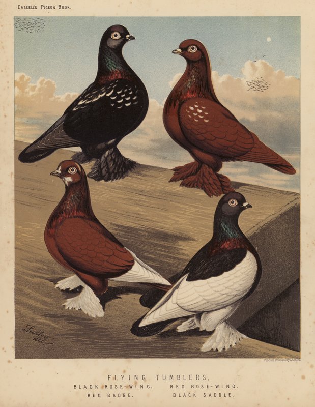 Galambok: Flying Tumblers, Black Rose-Wing, Red Rose-Wing, Red Badge, Black Saddle (színes litho) alkotó: J. W. (after) Ludlow