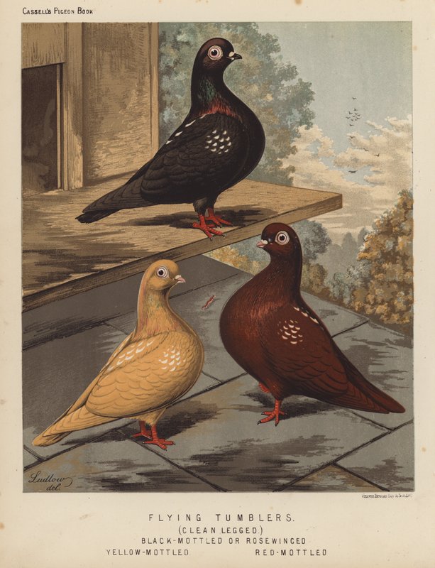 Galambok: Repülő pohár, tiszta lábú, fekete foltos vagy rózsaszárnyú, sárga foltos, vörös foltos (színes litho) alkotó: J. W. (after) Ludlow