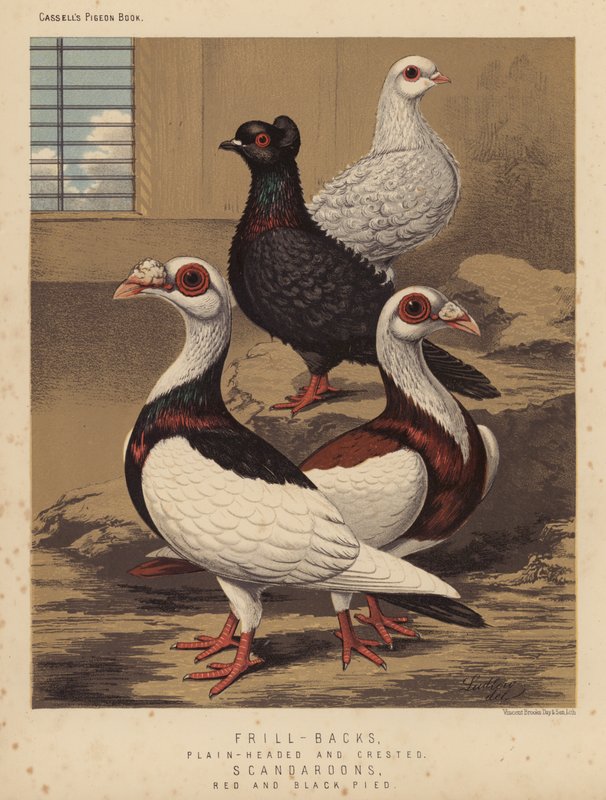 Galambok: fodros hátú, sima fejű és tarajos galambok; Scandaroons, piros és fekete pied (színes litho) alkotó: J. W. (after) Ludlow