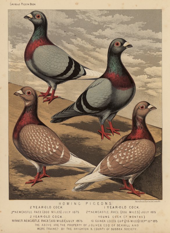 Galambok: Homing Pigeons (színes litho) alkotó: J. W. (after) Ludlow