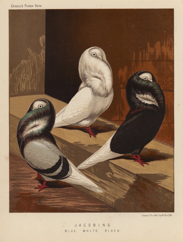 Galambok: jakobinusok, kék, fehér, fekete (színes litho) alkotó: J. W. (after) Ludlow