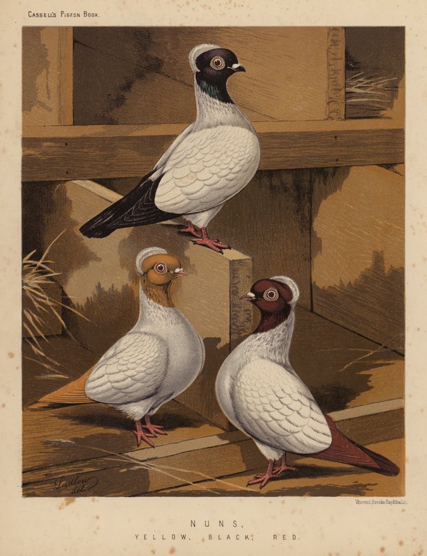 Galambok: Apácák, Sárga, Fekete, Piros (színes litho) alkotó: J. W. (after) Ludlow