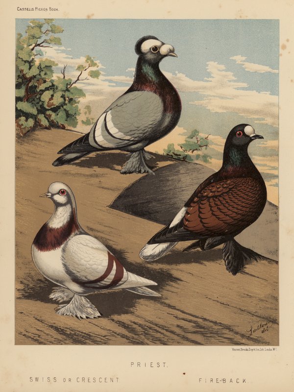 Galambok: Pap; svájci vagy félhold; Fire-Back (színes litó) alkotó: J. W. (after) Ludlow