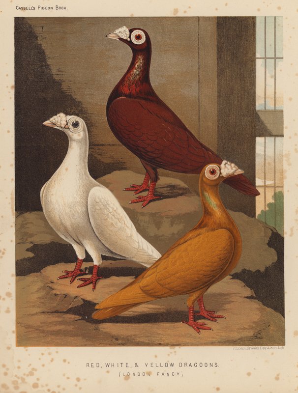 Galambok: Vörös, fehér és sárga dragonyosok, London Fancy (színes litho) alkotó: J. W. (after) Ludlow