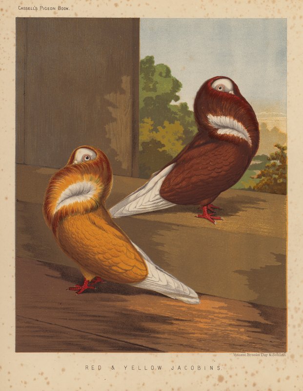 Galambok: Vörös és sárga jakobinusok (színes litho) alkotó: J. W. (after) Ludlow