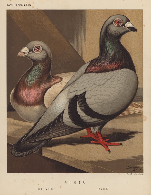 Galambok: Runts, Ezüst, Kék (színes litho) alkotó: J. W. (after) Ludlow