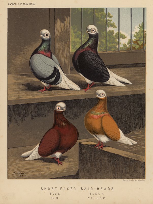 Galambok: rövid arcú, kopasz fejű, kék, fekete, piros, sárga (színes litho) alkotó: J. W. (after) Ludlow