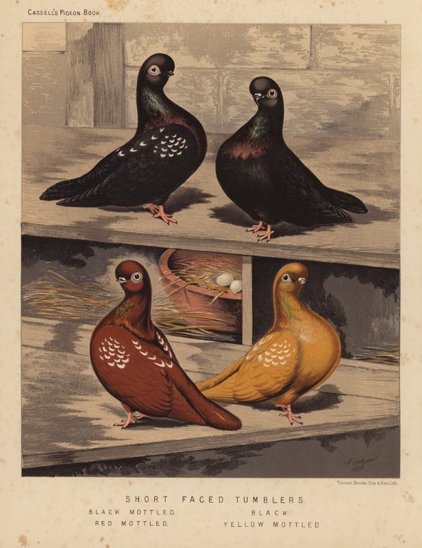 Galambok: rövid arcú pohár, fekete foltos, fekete, piros foltos, sárga foltos (színes litho) alkotó: J. W. (after) Ludlow