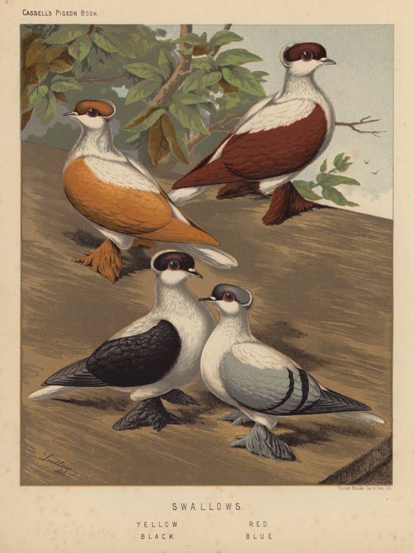 Galambok: fecskék, sárga, piros, fekete, kék (színes litó) alkotó: J. W. (after) Ludlow