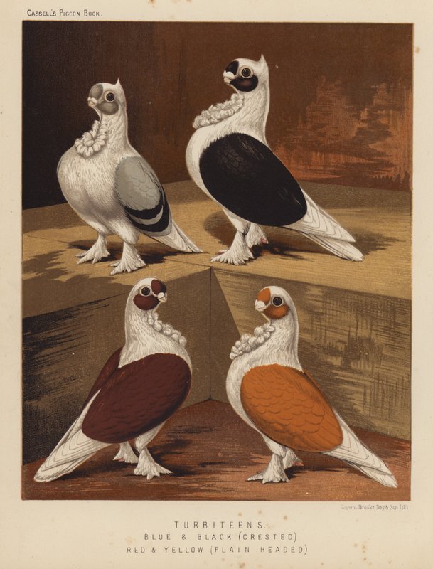 Galambok: Turbitens, kék és fekete, tarajos, vörös és sárga, sima fejű (színes litho) alkotó: J. W. (after) Ludlow
