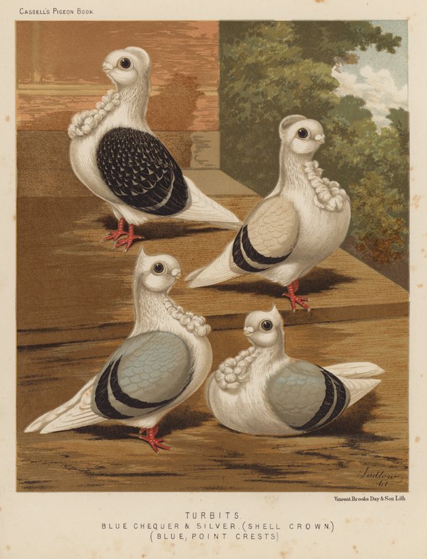 Galambok: Turbits, Blue Checker and Silver, Shell Crown, Blue, Point Crests (színes litho) alkotó: J. W. (after) Ludlow