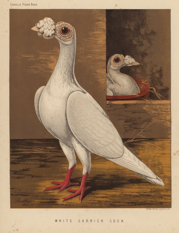 Galambok: White Carrier Cock (színes litho) alkotó: J. W. (after) Ludlow