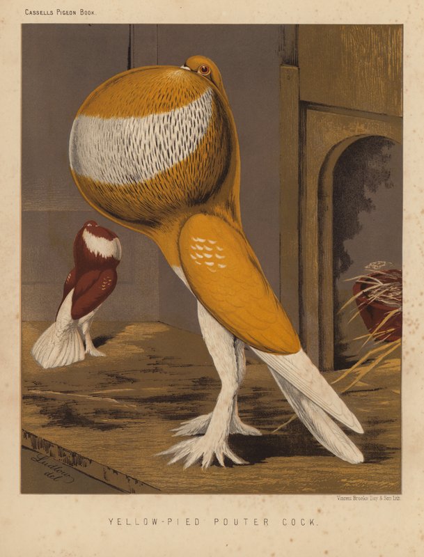 Galambok: Yellow Pied Pouter Cock (színes litho) alkotó: J. W. (after) Ludlow