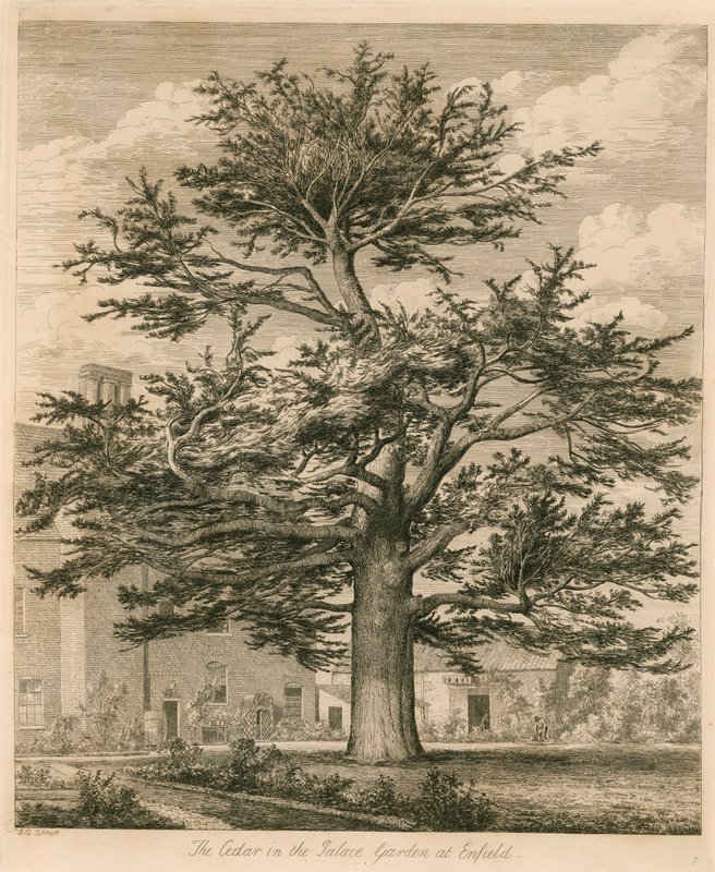 A cédrus a palotakertben Enfieldben, Middlesexben alkotó: Jacob George Strutt