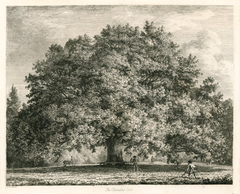 A Chandos Oak, Michendon House, Southgate, London alkotó: Jacob George Strutt
