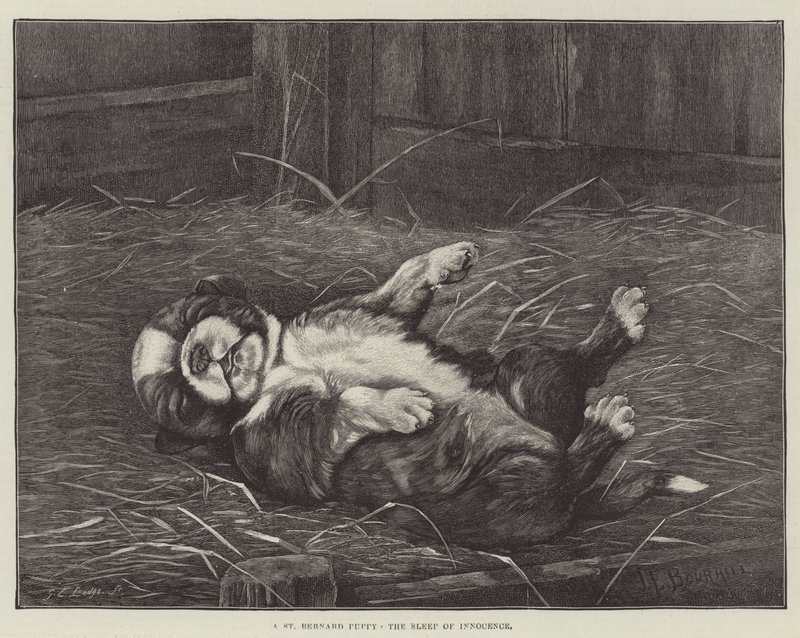 Szent Bernát kölyökkutya, az ártatlanság álma alkotó: James E. Bourhill