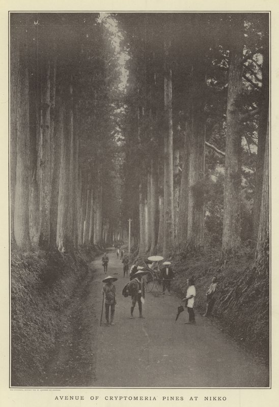 A Cryptomeria fenyők sugárútja, Nikko alkotó: Japanese Photographer