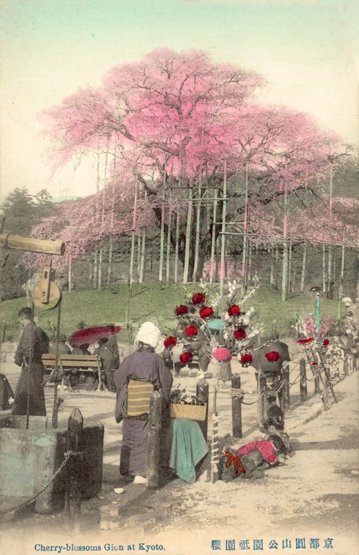 Cherry Blossoms, Gion, Kyoto, Japán alkotó: Japanese Photographer