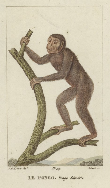 Pongo (orángután) alkotó: Jean Gabriel Pretre