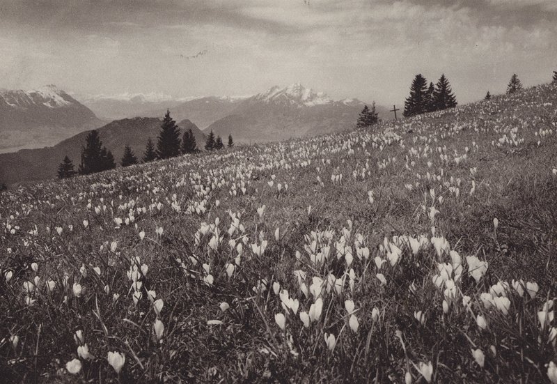 Rigi Kaltbad, Fruhling (f/w fotó) alkotó: Jean Gaberell