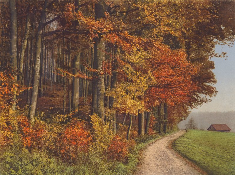 Svájc: Autumn Woods (színes fotó) alkotó: Jean Gaberell