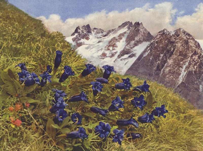 Svájc: Gentian (színes fotó) alkotó: Jean Gaberell