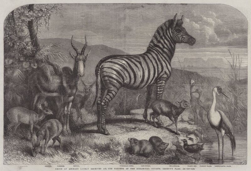 Állatok csoportja a közelmúltban kapott a Zoological Society Gardensben, a Regent