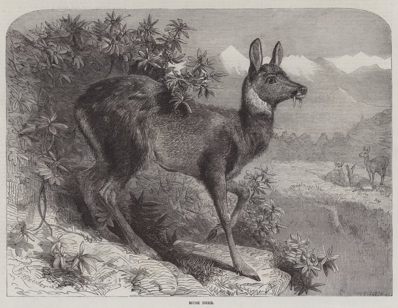Pézsma szarvas alkotó: Johann Baptist Zwecker