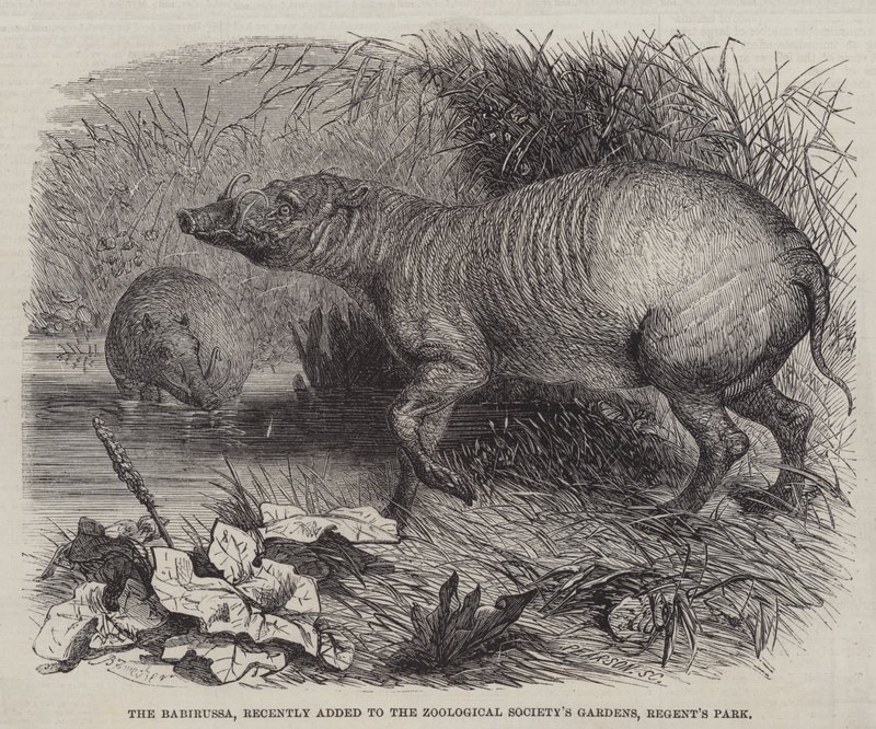 A Babirussa, amely nemrégiben került az Állattani Társaság kertjébe, a Regent