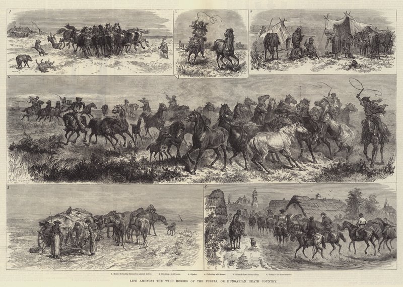 Élet a pusztai vadlovak között, avagy magyar pápa alkotó: Johann Nepomuk Schonberg