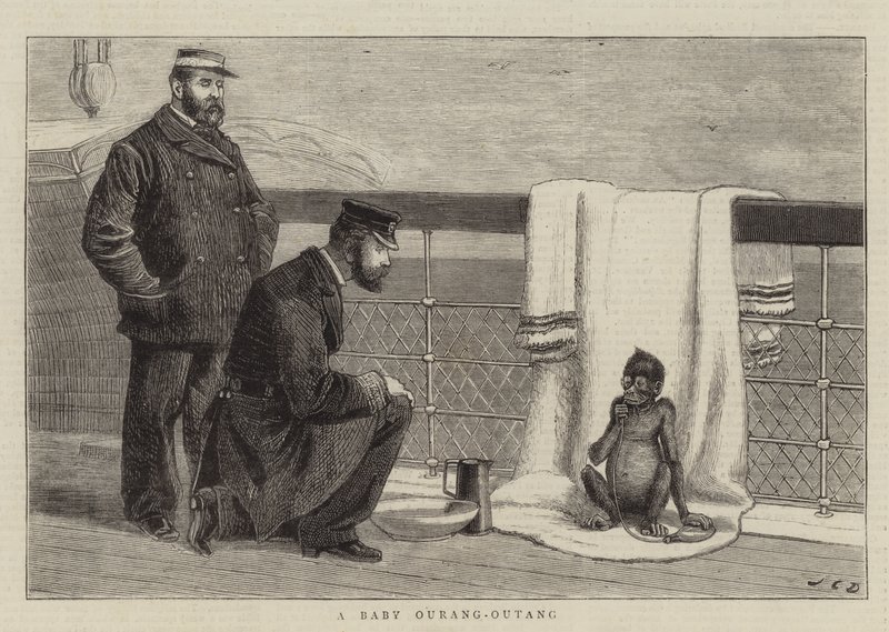 Egy bébi Ourang-Outang alkotó: John Charles Dollman