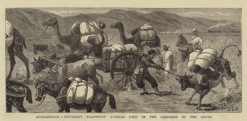 Afganisztán, a déli hadjáratban használt különböző szállítóállatok alkotó: John Charles Dollman