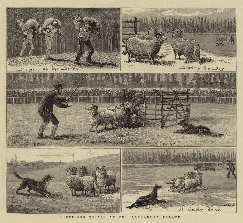 Juhászkutya-próbák az Alexandra Palace-ban alkotó: John Charles Dollman