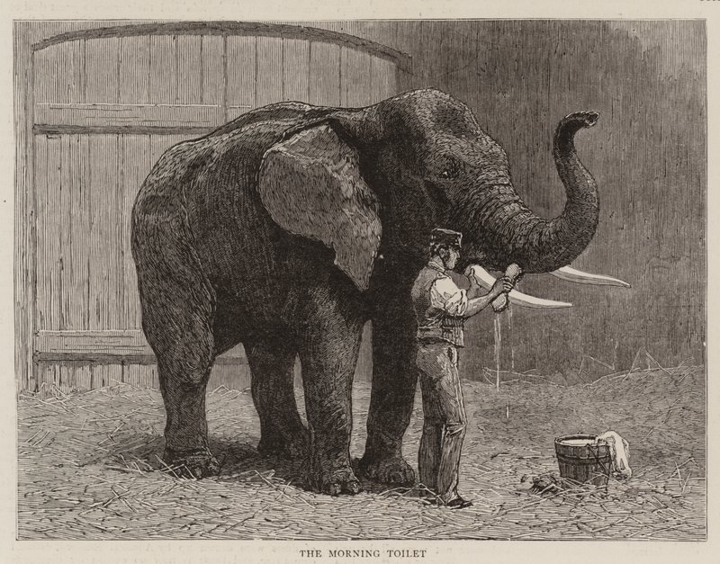 Barangolások az állatkertben alkotó: John Charles Dollman