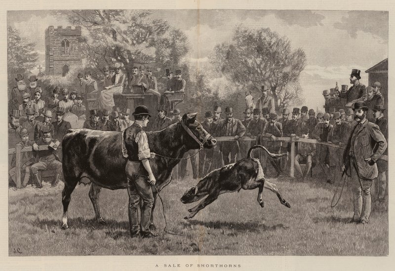 Shorthorn eladása alkotó: John Charlton