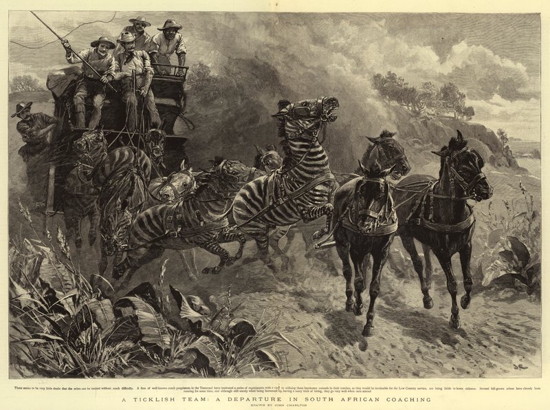 Egy csiklandozó csapat, egy indulás a dél-afrikai edzőképzésben alkotó: John Charlton