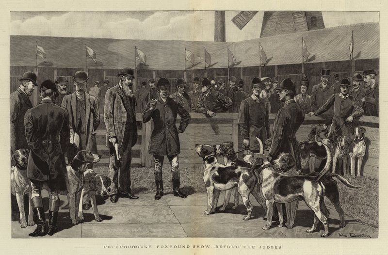 Peterborough Foxhound Show, a bírák előtt alkotó: John Charlton