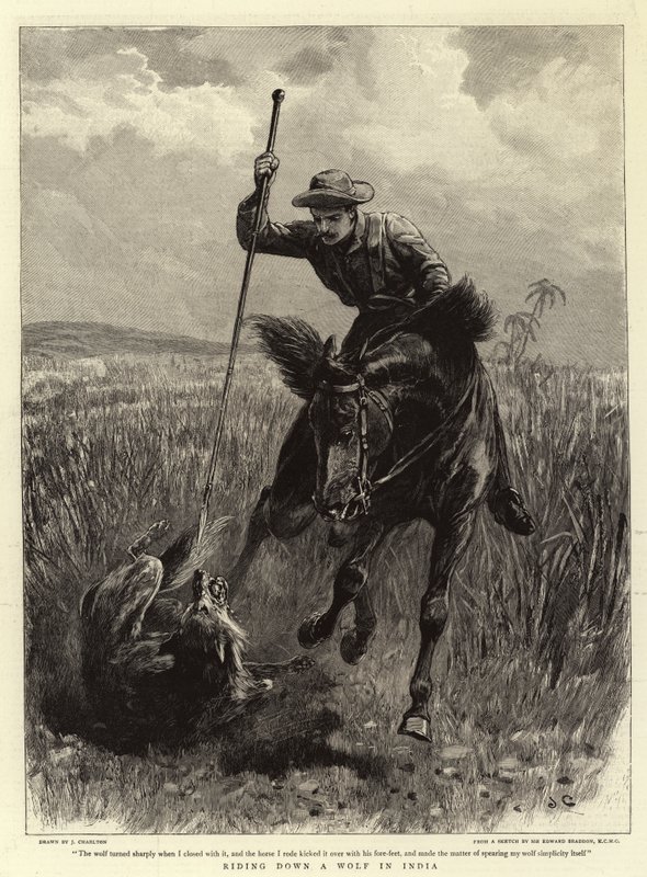 Farkason lovagolni Indiában alkotó: John Charlton