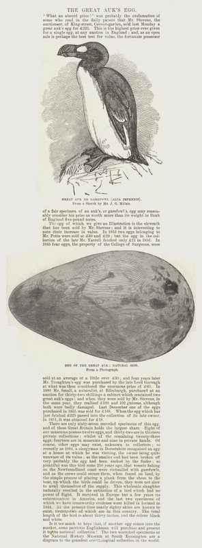 A Nagy Auk tojása alkotó: John Everett Millais