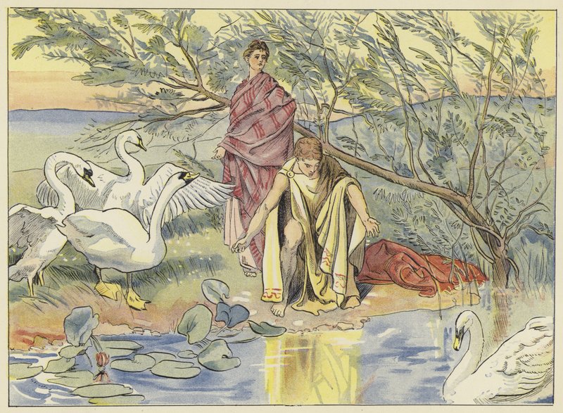 Narcissus alkotó: John Shenton Eland