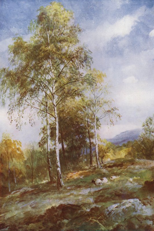 Ezüst nyírek (színes litó) alkotó: John (after) MacWhirter