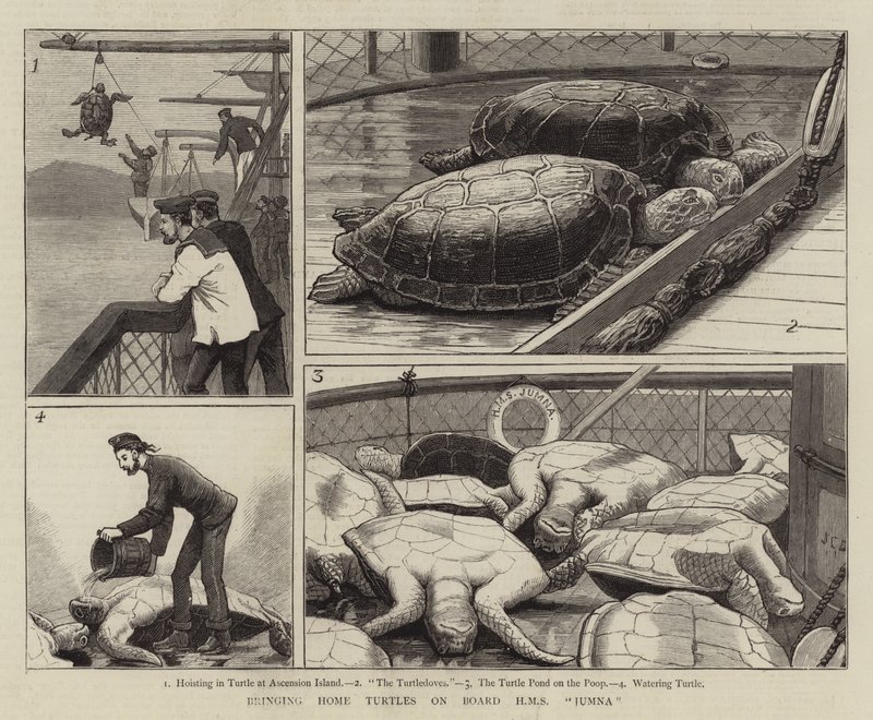 Teknősök hazahozatala a HMS Jumna fedélzetén alkotó: John Charles Dollman