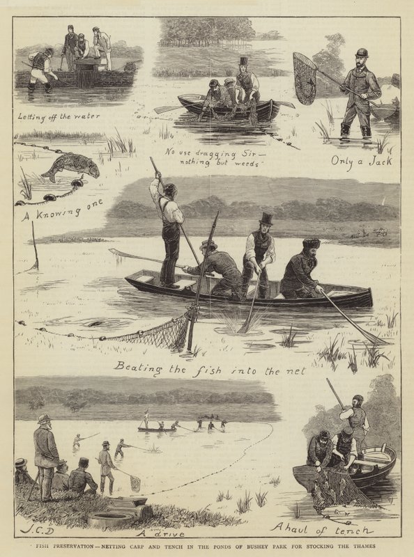 Halmegőrzés, pontyok és csónak hálózása a Bushey Park tavaiban a Temze telepítéséhez alkotó: John Charles Dollman