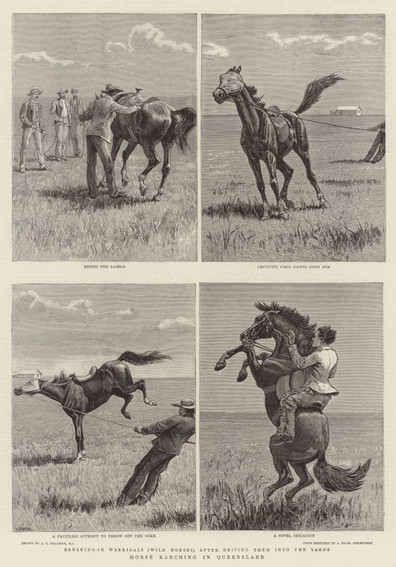 Lófarm Queenslandben alkotó: John Charles Dollman