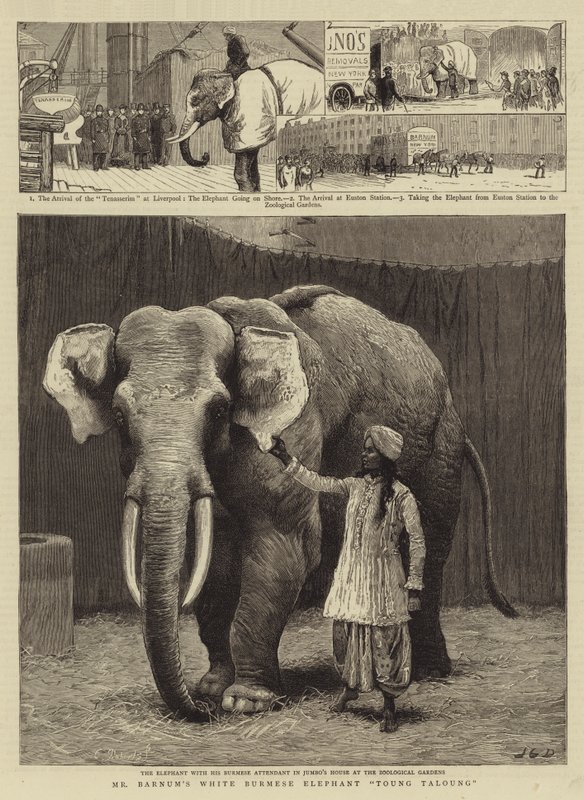 Barnum fehér burmai elefántja, Toung Taloung alkotó: John Charles Dollman
